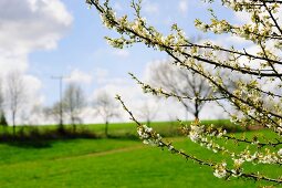 Knospende Kirschbaumäste vor saftig grüner Landschaft mit bewölktem Himmel