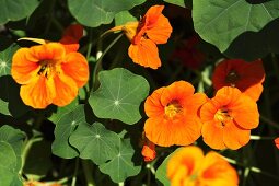 Flowering nasturtiums