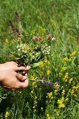 Sommerlicher Wiesenblumenstrauss