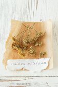 Dried yarrow (Achillea millefolium)