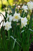 Nahaufnahme weisser Narzissen im Garten