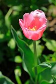 Pink tulip with dew drops