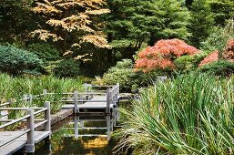 Holzsteg an einem Koi-Teich im Japanischen Garten in Portland