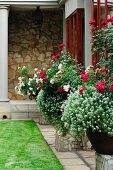 White and red flowering plants in pots on stone plinths against house facade