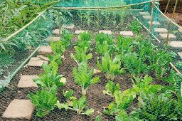 Neat vegetable patch with protective netting