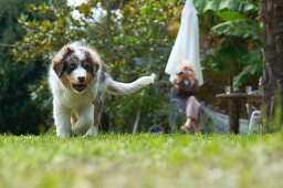 Australian Shepherd im Garten und filmende Frau im Hintergrund