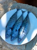 Three mackerel
