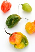 Colourful Habanero peppers