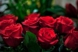 Vase of red roses