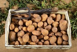 Linda potatoes on a wooden tray