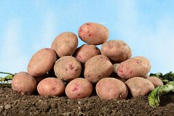 Ein Haufen Kartoffeln der Sorte Reichskanzler