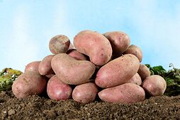 Ein Haufen Kartoffeln der Sorte Rote Emmalie