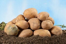A pile of Linda potatoes