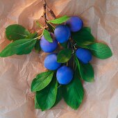 A sprig of plums