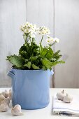 Fairy primroses in flower pot amongst bulbs of garlic