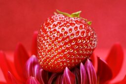 Erdbeere auf roter Dahlie