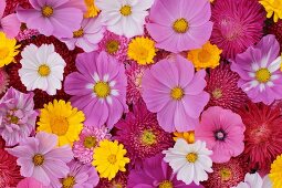 Colourful sea of flowers with marigolds, cosmea and dahlias in pink, white, yellow and red