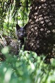 Schwarze Katze schaut hinter einer Palme hervor