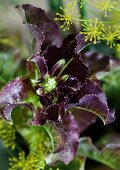 Blühende Salatpflanze