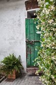 Climber-covered wall next to house entrance with rustic, green wooden door
