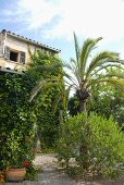 Palm tree in Mediterranean garden of climber-covered house