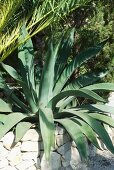 Agave in mediterranem Garten mit Natursteinmauer