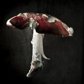 A whole fly agaric against a black background