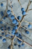 Branches of sloes (close-up)