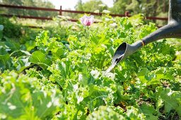 Gardner watering vegetable patch with a watering can