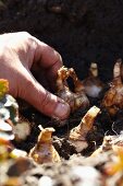 Hand planting narcissus bulbs in soil