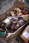 Verschiedene Blumenzwiebeln auf Holztablett und in Papiertüten sowie Gartenwerkzeuge