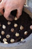 Hand planting bulbs in soil in plant pot (close-up)