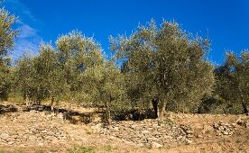 Grove of olive trees in Liguria