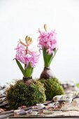 Hyacinths wrapped in moss amongst pussy willow catkins