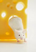 Maus springt durch ein Käseloch