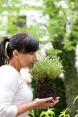 Frau riecht an einer Thymianpflanze im Garten
