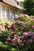 Flowering hydrangea bushes in front of traditional thatched house