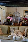 Dog on sofa in front of surface in niche covered in bric-a-brac, vases of flowers and antique bird cage