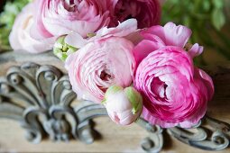 Pink ranunculus on carved wooden tray