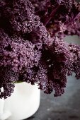 Fresh purple kale shot against slate