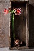 Amaryllis with bulb in old wooden crate