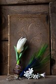 White tulip with bulb, white campanula flowers and peacock feather against old book