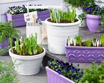 Various spring flowers in planters on terrace