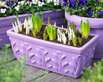 Various spring flowers in planters on terrace