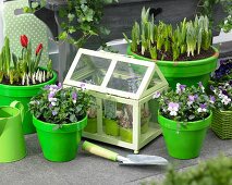 Violas, hyacinths, crocuses and tulips in pots and in small greenhouse on terrace