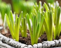 Grape hyacinths in wicker planter (close-up)