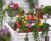 Bunte Frühlingsblumen in Töpfen und Blumenampel auf der Terrasse
