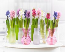 Colourful bouquets of hyacinths in glass vases