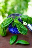 Fresh Basil Sprigs in a Blue Jar
