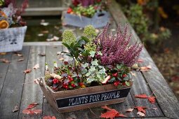 Autumnal arrangement of heather, ivy, wintergreen, skimmia and narcissus bulbs in trough on wooden garden table
